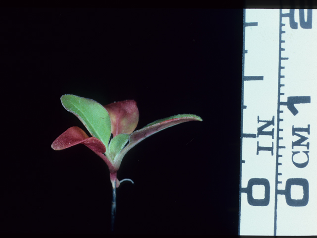 Oenothera grandiflora (Largeflower evening primrose) #20510