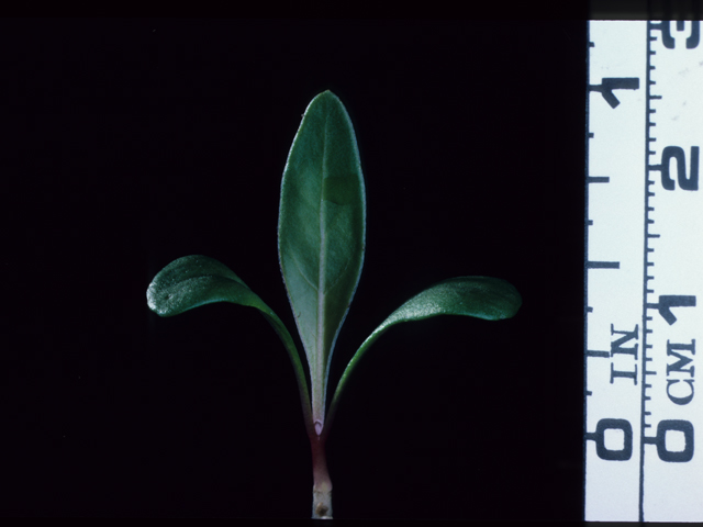 Oenothera macrocarpa ssp. macrocarpa (Bigfruit evening-primrose) #20513