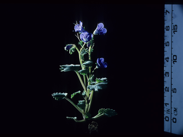 Phacelia campanularia (Desert bells) #20525