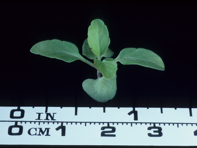 Salvia farinacea (Mealy blue sage) #20553