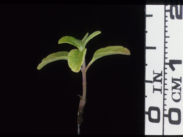 Salvia farinacea (Mealy blue sage) #20554