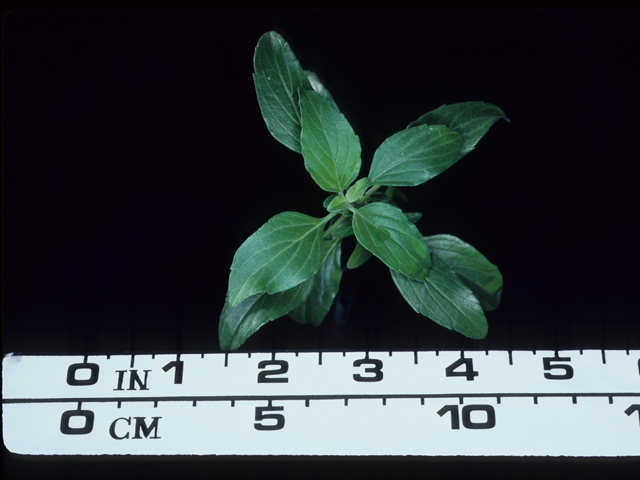 Salvia farinacea (Mealy blue sage) #20555