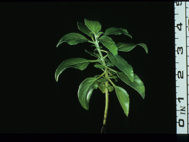 Salvia farinacea (Mealy blue sage) #20556