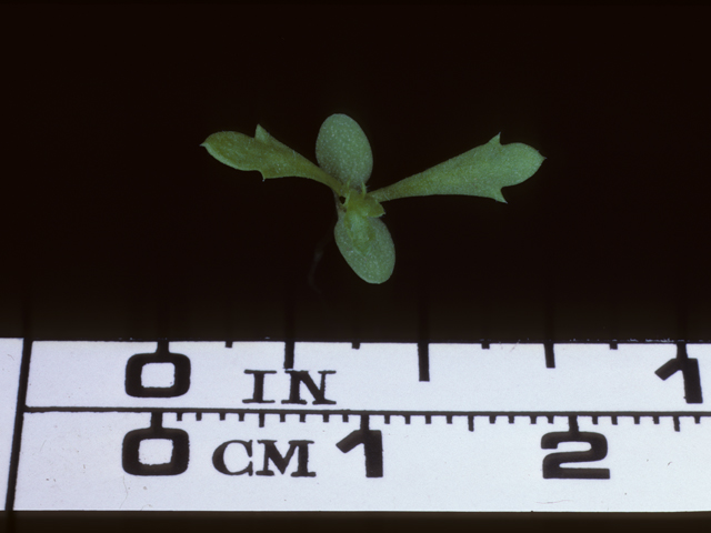 Achillea millefolium (Common yarrow) #20313