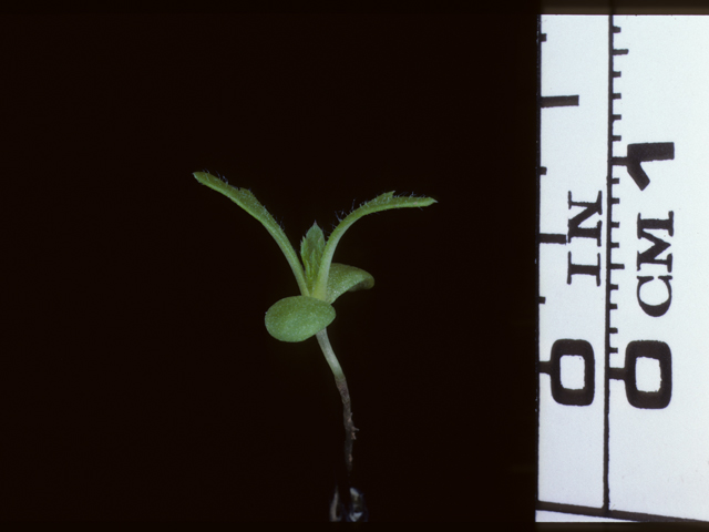 Achillea millefolium (Common yarrow) #20314