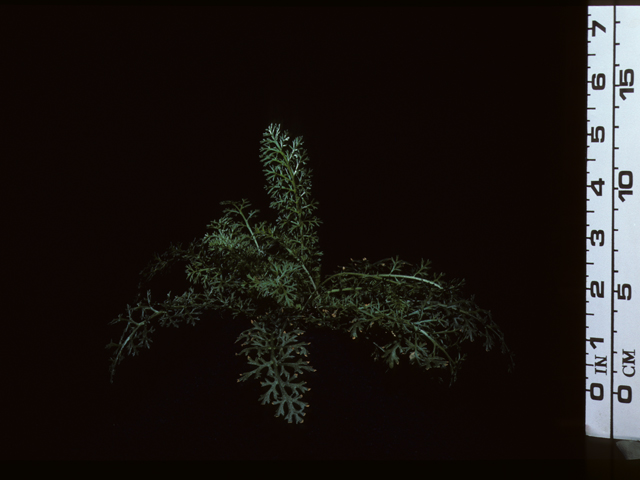 Achillea millefolium (Common yarrow) #20316