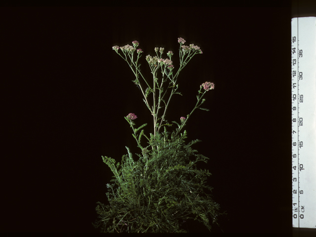 Achillea millefolium (Common yarrow) #20318