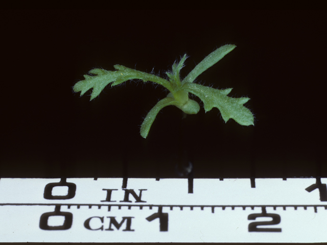 Achillea millefolium var. occidentalis (Western yarrow) #20319