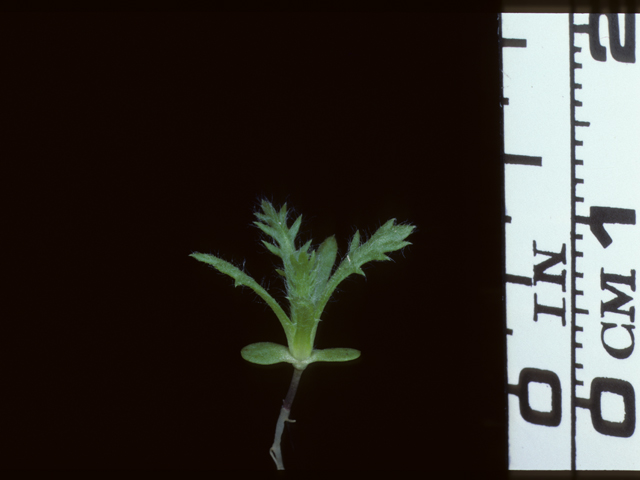 Achillea millefolium var. occidentalis (Western yarrow) #20320