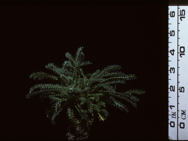 Achillea millefolium var. occidentalis (Western yarrow) #20321