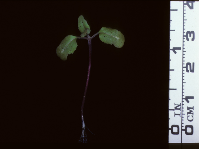 Clarkia unguiculata (Elegant clarkia) #20361