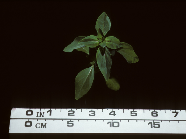 Clarkia unguiculata (Elegant clarkia) #20362