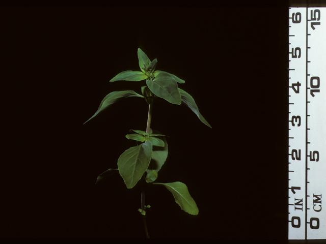 Clarkia unguiculata (Elegant clarkia) #20363