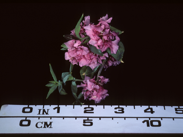 Clarkia unguiculata (Elegant clarkia) #20364