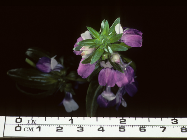 Collinsia heterophylla (Purple chinese houses) #20369