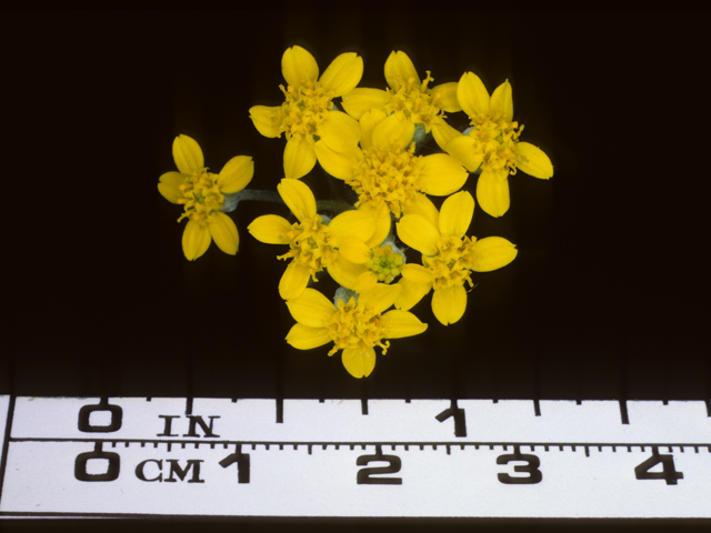 Eriophyllum confertiflorum (Golden yarrow) #20382