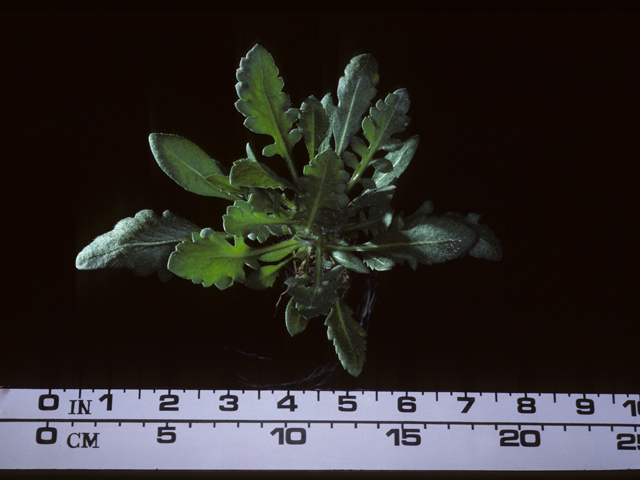 Gaillardia aristata (Common gaillardia) #20388