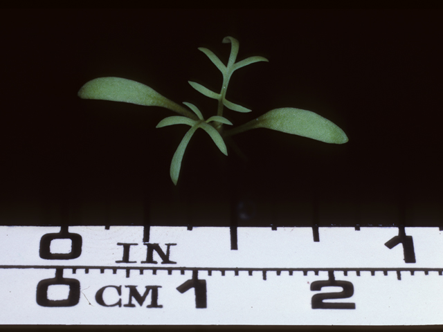 Gilia tricolor (Bird's-eye gilia) #20398