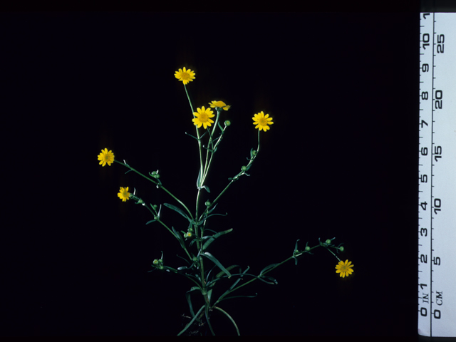 Lasthenia glabrata (Yellowray goldfields) #20572