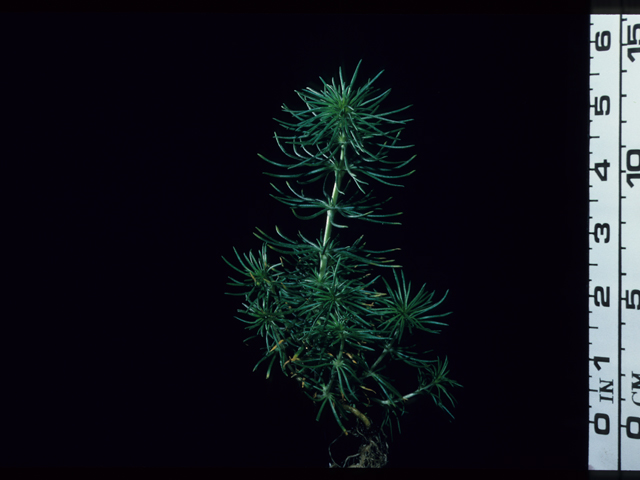 Leptosiphon grandiflorus (Largeflower linanthus) #20591