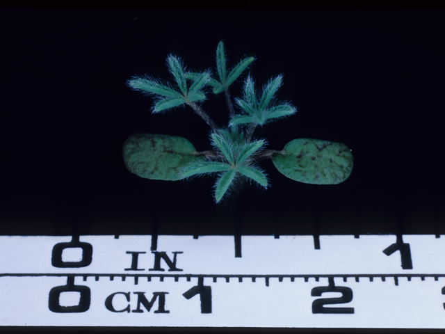 Lupinus bicolor (Miniature lupine) #20595