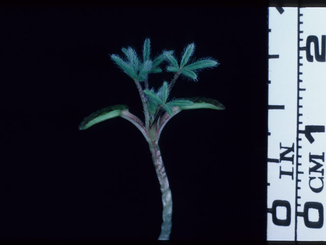 Lupinus bicolor (Miniature lupine) #20596
