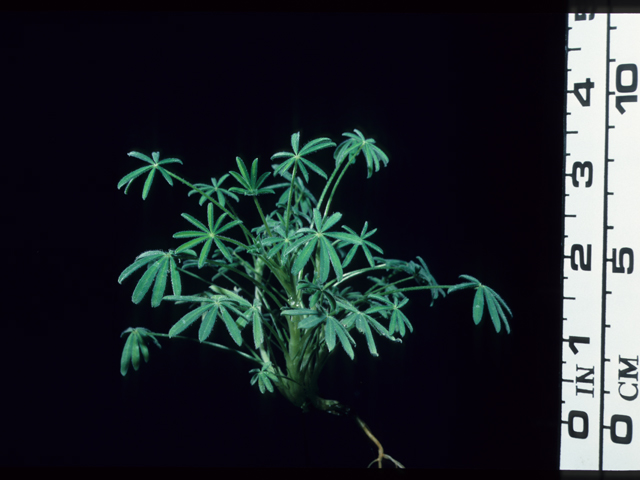 Lupinus bicolor (Miniature lupine) #20598