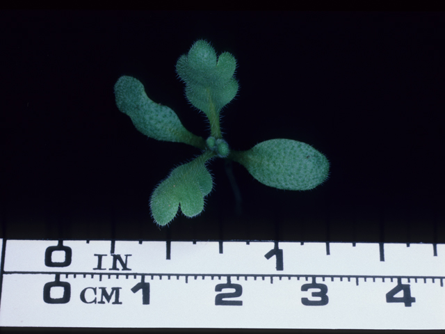 Nemophila maculata (Fivespot) #20615