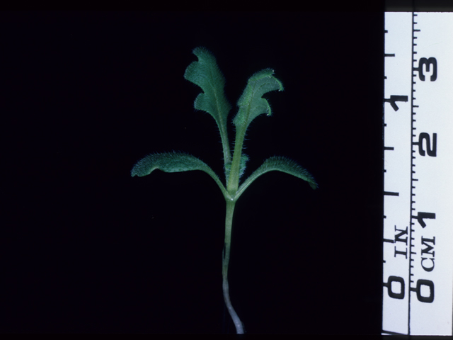 Nemophila maculata (Fivespot) #20616