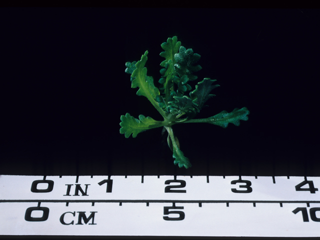 Nemophila maculata (Fivespot) #20617