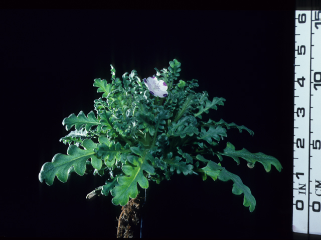 Nemophila maculata (Fivespot) #20620