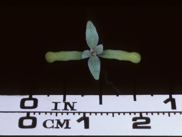 Camissonia cheiranthifolia ssp. cheiranthifolia (Beach suncup) #20625