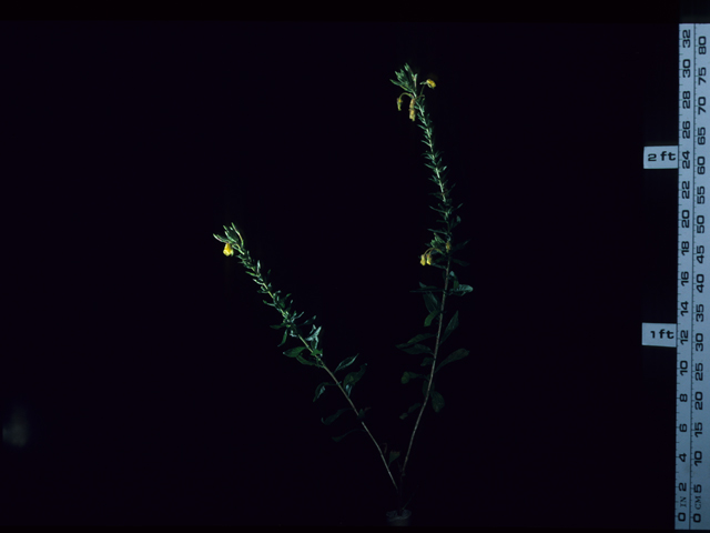 Oenothera elata ssp. hookeri (Hooker's evening-primrose) #20627