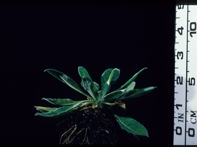 Oenothera grandiflora (Largeflower evening primrose) #20629