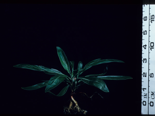 Oenothera macrocarpa ssp. macrocarpa (Bigfruit evening-primrose) #20631