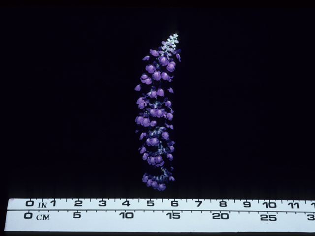 Salvia farinacea (Mealy blue sage) #20642