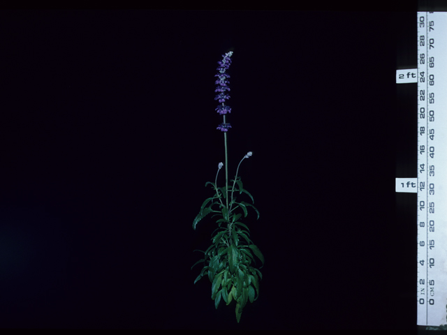 Salvia farinacea (Mealy blue sage) #20643
