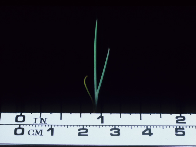 Sisyrinchium bellum (Western blue-eyed grass) #20644