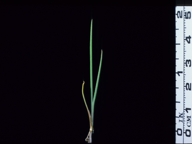 Sisyrinchium bellum (Western blue-eyed grass) #20645