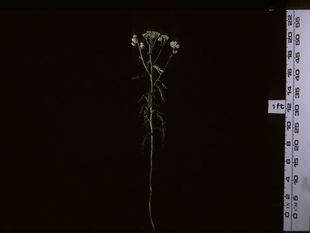 Achillea millefolium (Common yarrow) #20415