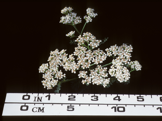 Achillea millefolium (Common yarrow) #20416