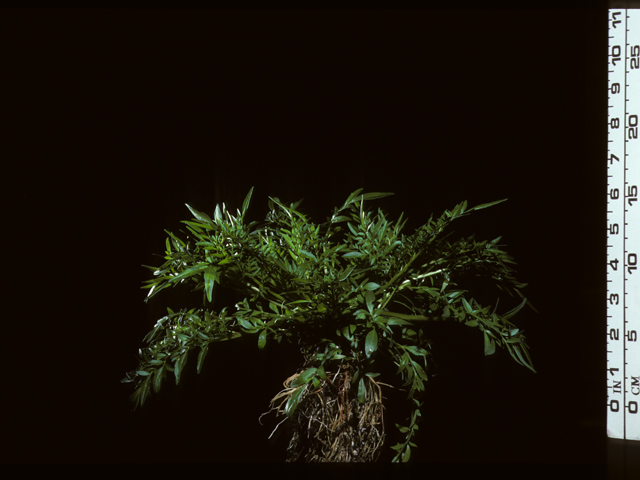 Coreopsis tinctoria (Plains coreopsis) #20430