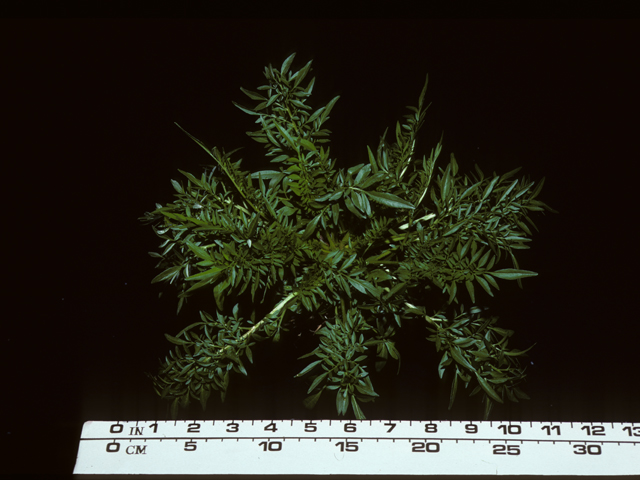 Coreopsis tinctoria (Plains coreopsis) #20431