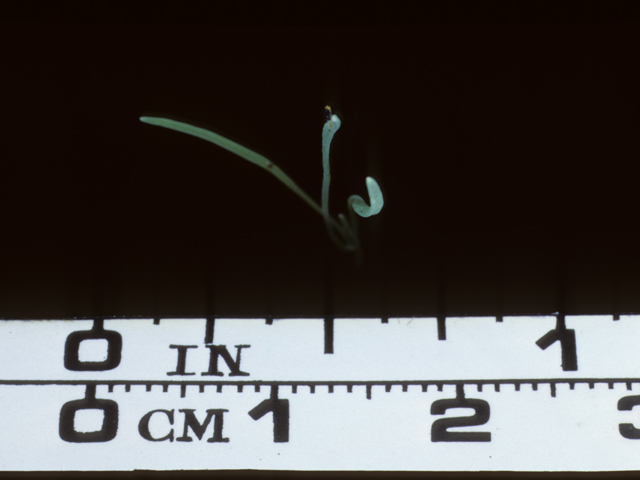 Eschscholzia caespitosa (Tufted poppy) #20434