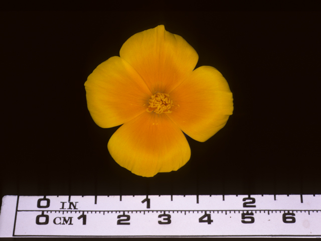 Eschscholzia californica (California poppy) #20438