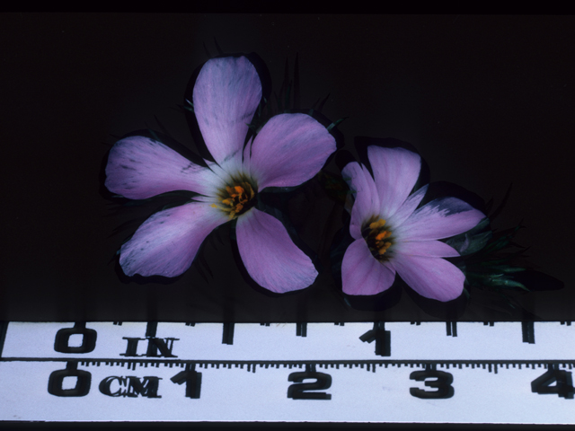 Leptosiphon grandiflorus (Largeflower linanthus) #20663