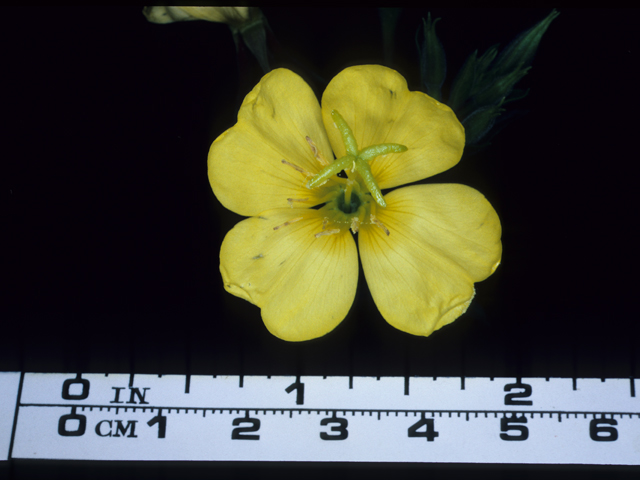Oenothera elata ssp. hookeri (Hooker's evening-primrose) #20670
