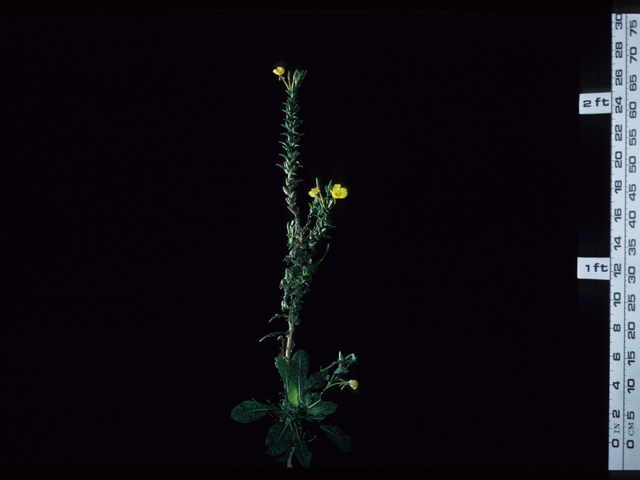 Oenothera elata ssp. hookeri (Hooker's evening-primrose) #20671