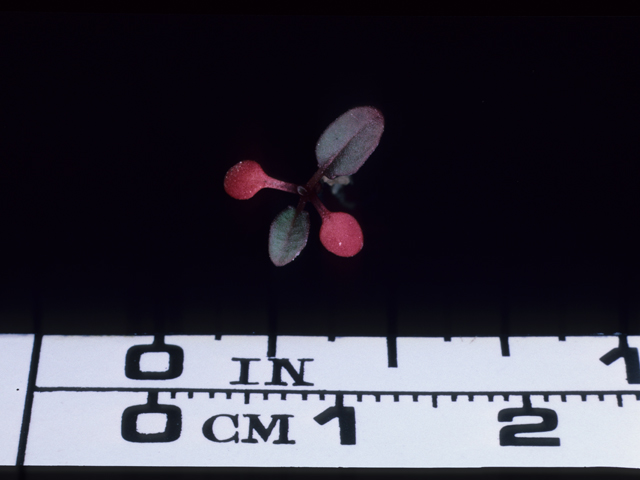 Oenothera speciosa (Pink evening primrose) #20672