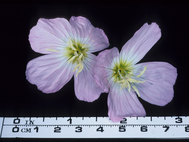 Oenothera speciosa (Pink evening primrose) #20676